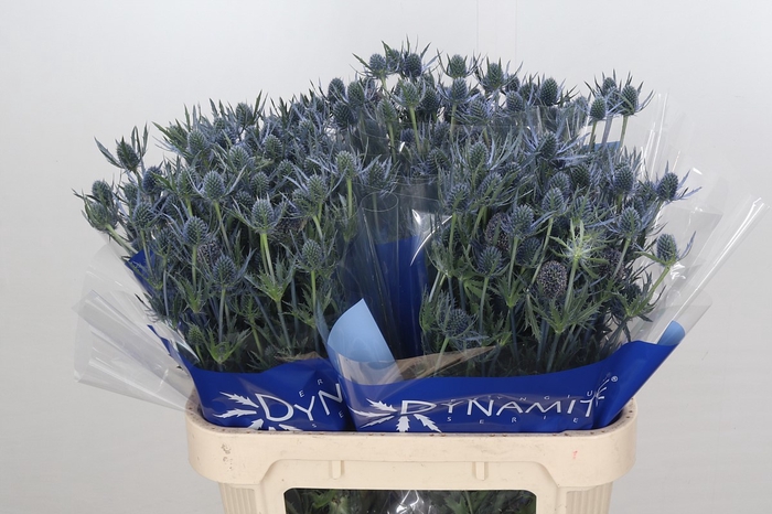 <h4>Eryngium Blue Dynamite</h4>