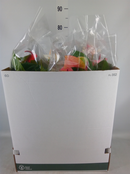 <h4>Anthurium   ...mix</h4>