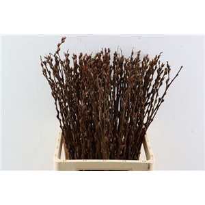 Salix Wilgenkatjes Choco 70cm Pst