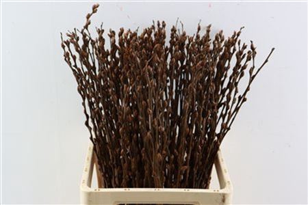 <h4>Salix Wilgenkatjes Choco 70cm Pst</h4>
