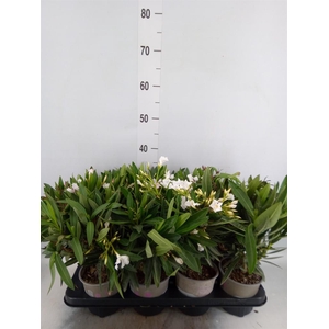 Nerium oleander   ...
