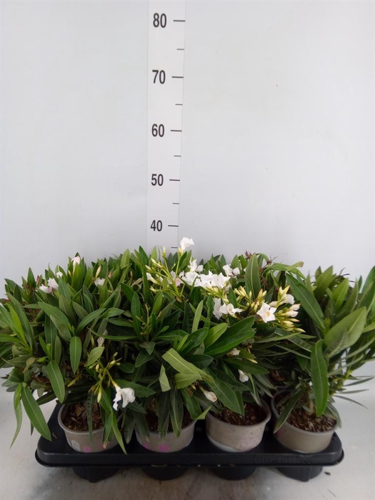 <h4>Nerium oleander ...</h4>