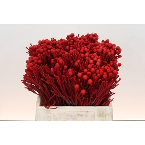 Kaaps Groen Silver Brunia KB Red