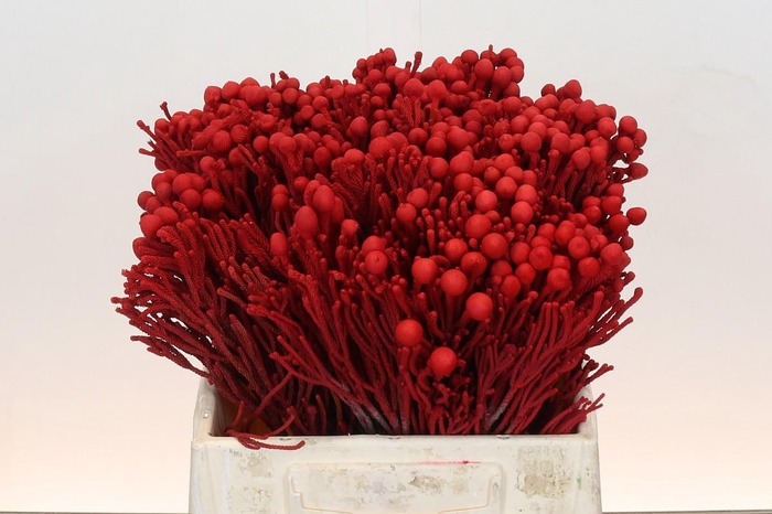 <h4>Kaaps Groen Silver Brunia KB Red</h4>