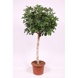 Schefflera Compacta