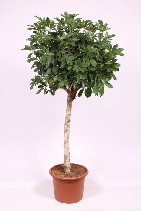 <h4>Schefflera Compacta</h4>