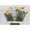 Dianthus St Doncel