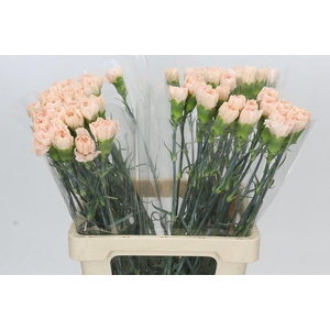Dianthus St Doncel