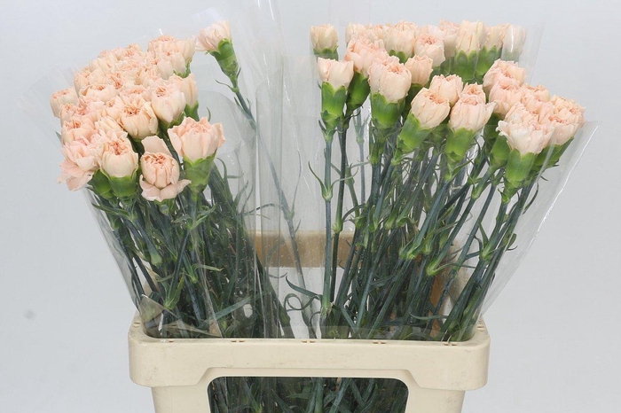 Dianthus St Doncel