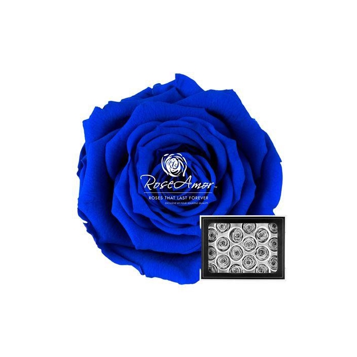 <h4>Xs Blu03</h4>