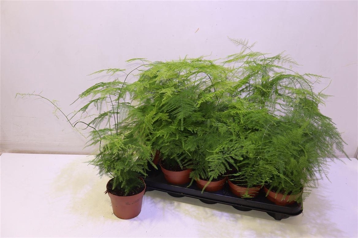 <h4>arr8 Aspar Setaceus</h4>