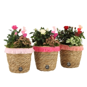 21839: Lovess arrangement