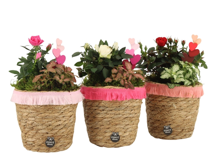 <h4>21839: Lovess arrangement</h4>