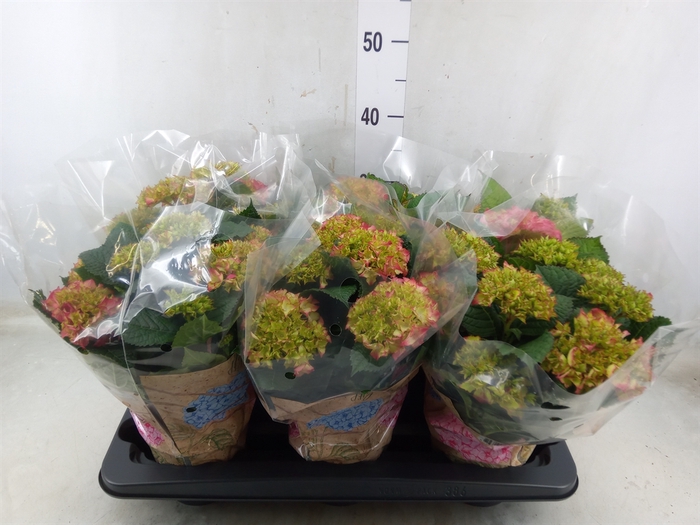 <h4>Hydrangea mac. 'Schone Bautznerin'</h4>
