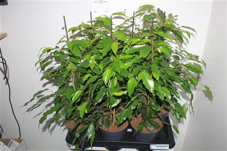 <h4>Fic Be Danita</h4>