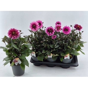 DAHL D LAB GR ROSE