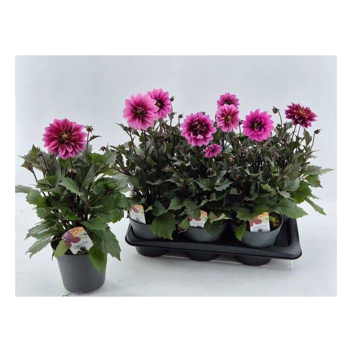 <h4>DAHL D LAB GR ROSE</h4>