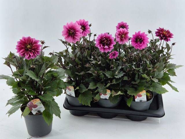 DAHL D LAB GR ROSE