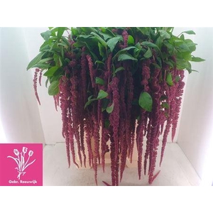 Amar Ca Red Cord