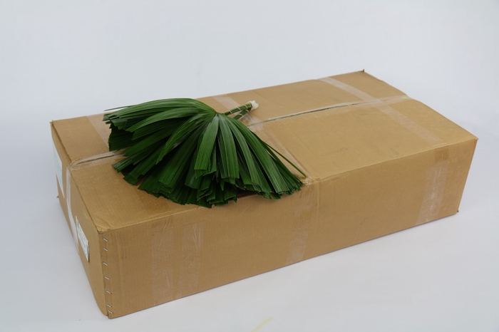 <h4>Raphis Cut (per stem)</h4>