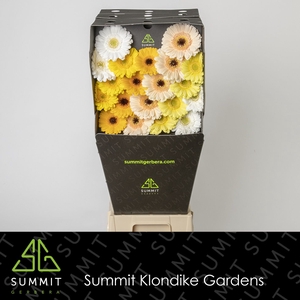 Germini Mix Dream Yellow Diamond per kaart