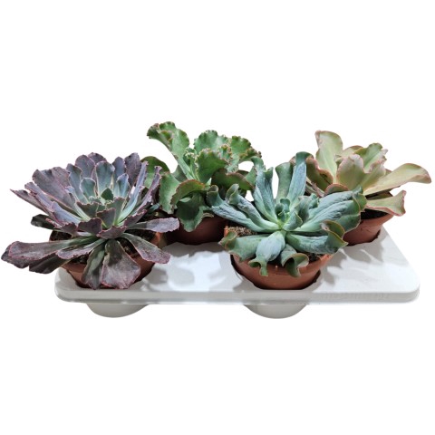 <h4>Echeveria Hybrid Summer Mix</h4>