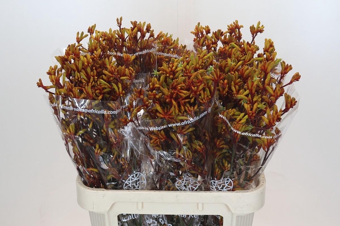 <h4>Anigozanthos Gold Fever</h4>