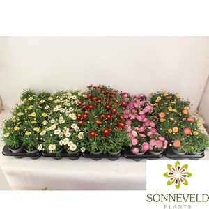 Argyranthemum frutescens MIX CC