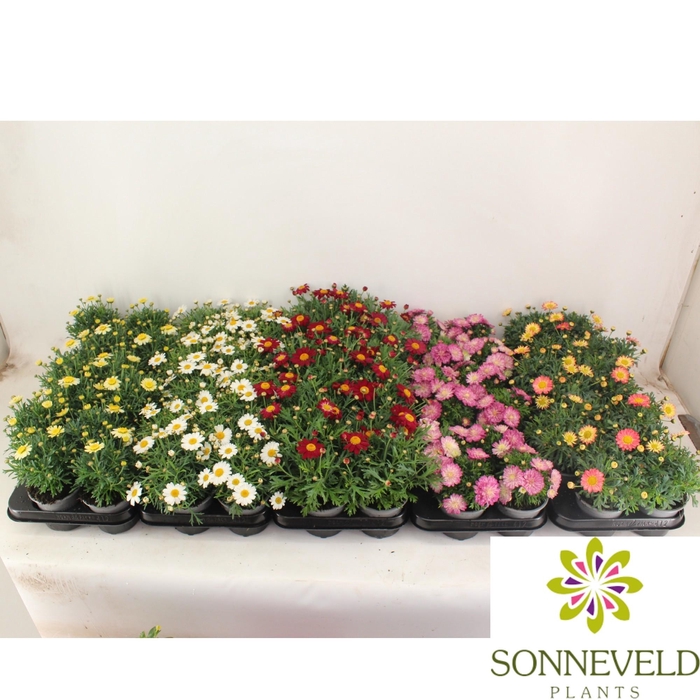 <h4>Argyranthemum frutescens MIX CC</h4>