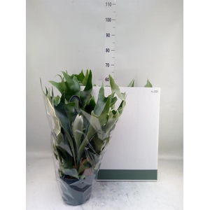 Platycerium bifurc. 'Netherlands'