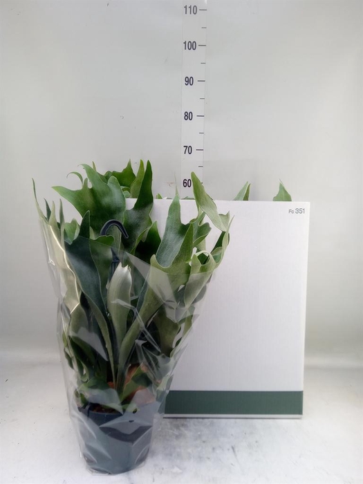 <h4>Platycerium bifurc. 'Netherlands'</h4>