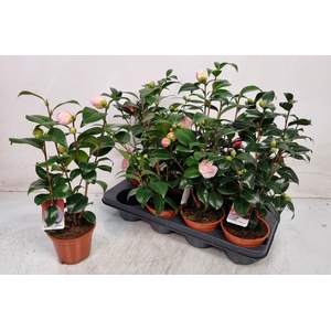 CAMELLIA JAPONICA