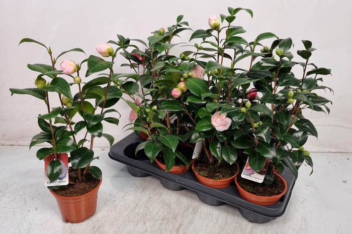 <h4>CAMELLIA JAPONICA</h4>