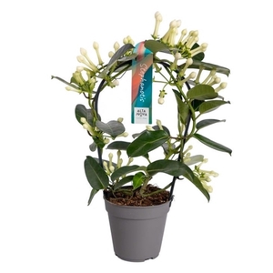 Stephanotis boog 11-12 tros p12