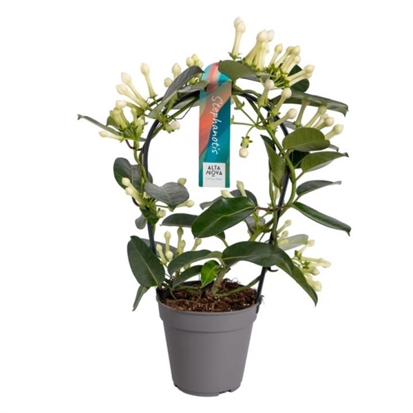 <h4>Stephanotis boog 11-12 tros p12</h4>