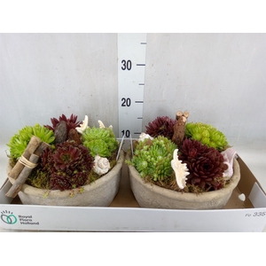 Arr.  Sempervivum L%