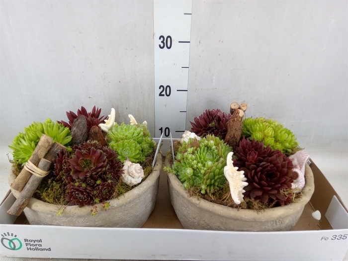 <h4>Arr.  Sempervivum L%</h4>