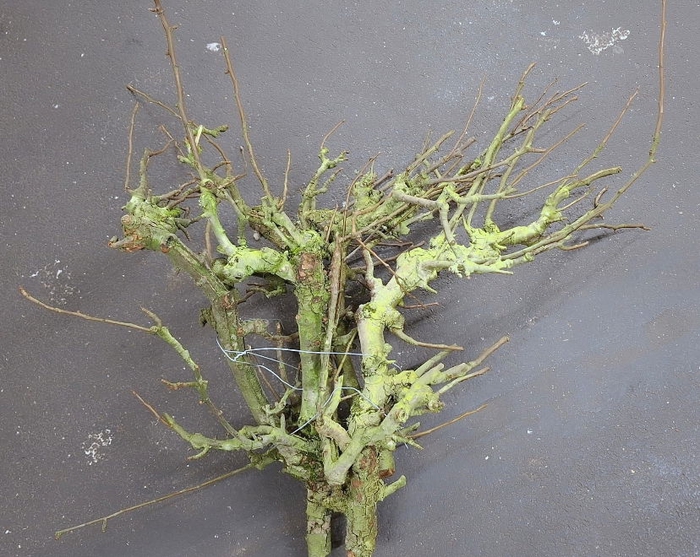 <h4>Perenhout</h4>