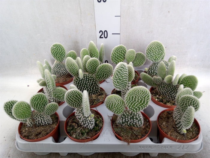 <h4>Opuntia microdasys 'Albispina'</h4>