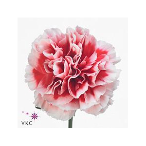 Dianthus st cheerio
