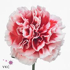 <h4>Dianthus st cheerio</h4>