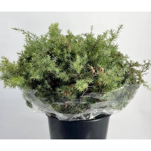 Juniperus Jeneverbes