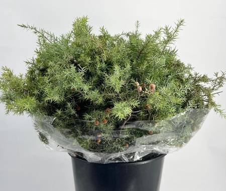 <h4>Juniperus Jeneverbes</h4>