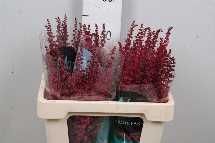 <h4>Astil Ar Fanal</h4>