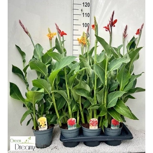 CANNA CANNOVA GEM