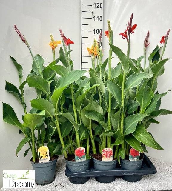 <h4>CANNA CANNOVA GEM</h4>