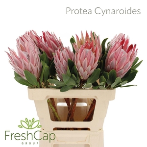 PROTEA CYNAROIDES
