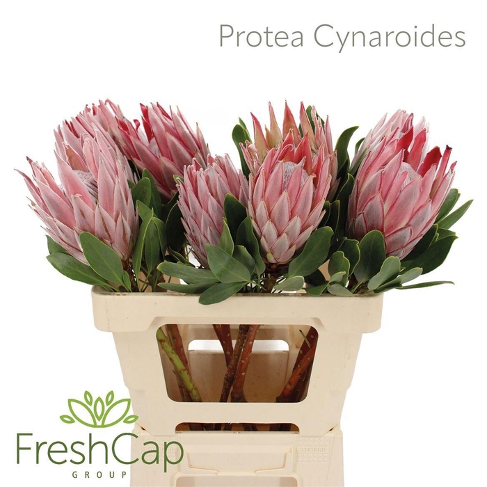 <h4>PROTEA CYNAROIDES</h4>