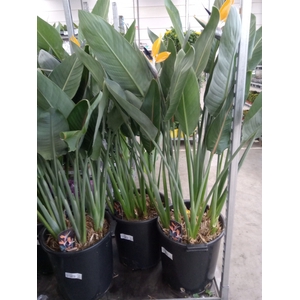 Strelitzia reg.