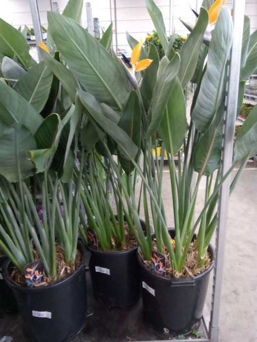 <h4>Strelitzia reg.</h4>